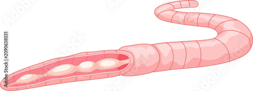 Obraz na plátně Earthworm Alimentary Canal