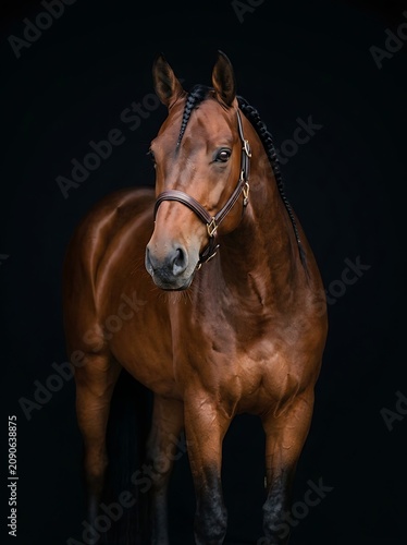 Elegant Brown Horse Standing with Bridle Against Dark Studio Background