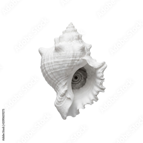 Quadro su tela White nautilus sea shell isolated graphic