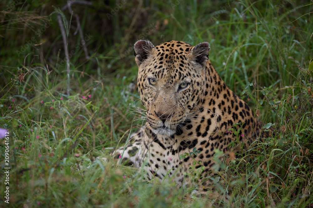 Fototapeta premium Leopard resting in tall grass at a South Africa nature reserve on a wildlife safari