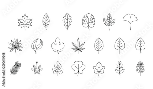 Botanical line art collection diverse leaf illustrations for design projects