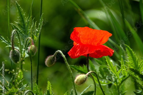 Mohnblume