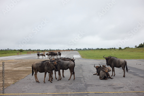 Wildebeest herd resting and crossing a runway at a South African nature reserve during overcast day