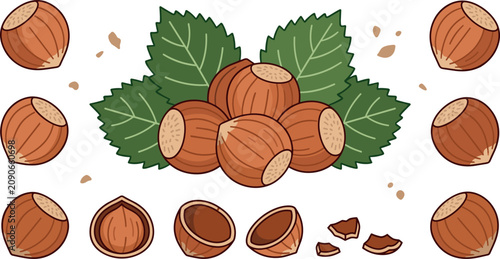 Tableau sur toile Raw organic hazelnut vector illustration featuring whole unshelled filbert nuts green leaves empty shells cracked pieces and kernels isolated on a white background