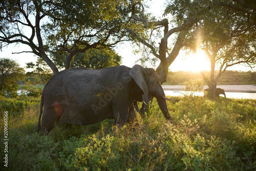 African elephant grazing in a South Africa nature reserve at sunset golden hour