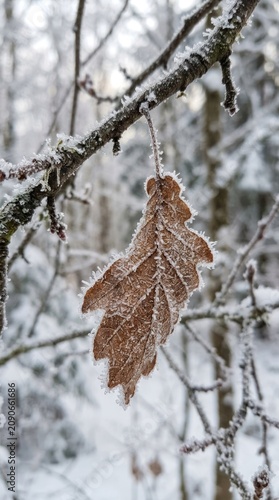Single Oak Leaf Covered in Frost Hangs from a Branch in Winter Forest.