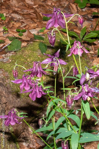 Schwarzviolette Akelei 