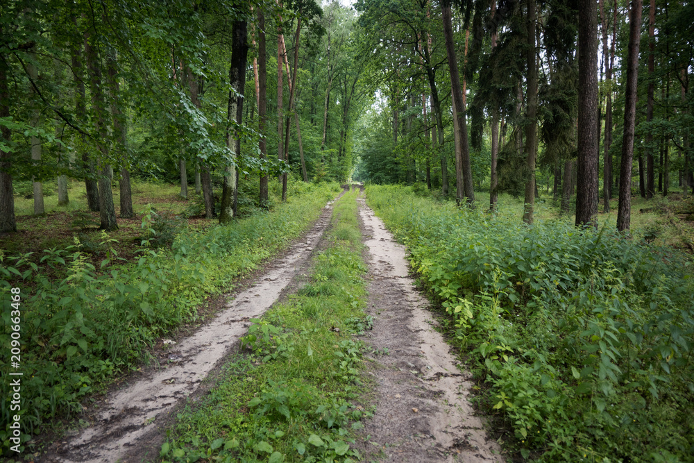 Fototapeta premium The road through the forest 