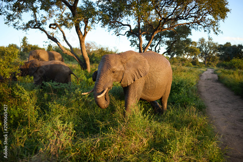 Elephant herd grazing at golden hour in a South Africa nature reserve near a dirt road