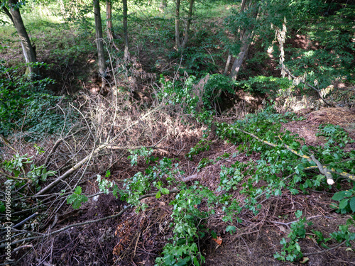 Photos Illegal waste dumped in a forest near a ravine