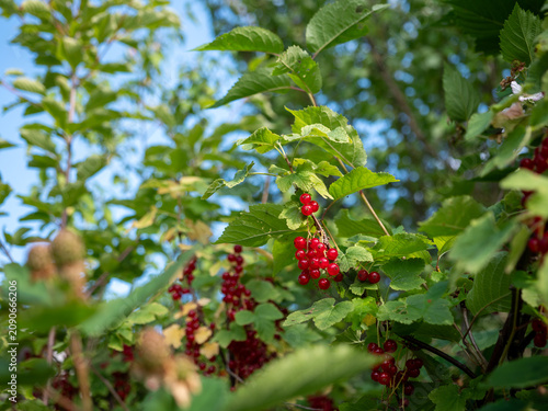 Foto Bright red currants ripening on a leafy bush in summer