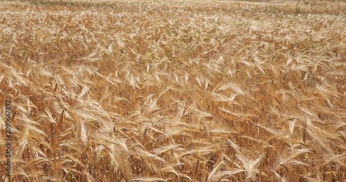 Camera panning across a dense golden wheat field with ripe barley stalks blowing in the wind on a sunny day