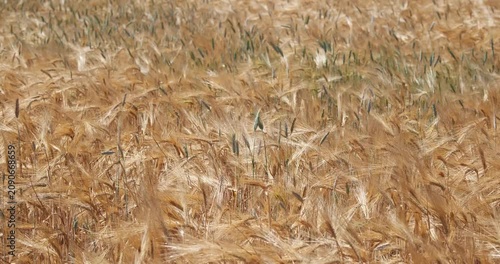 Dense golden barley field with ripe grain stalks swaying softly in the wind on a bright and sunny summer day