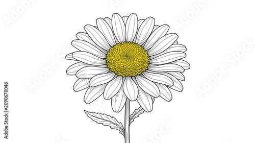 Delicate Daisy Flower Illustration with Yellow Center and White Petals on White Background