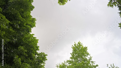 trees in the forest