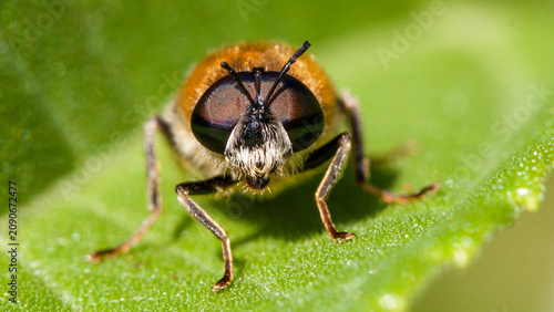 Tableau sur toile close up of a fly