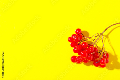 Branch of fresh viburnum be...