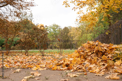 Pile of beautiful fallen le...