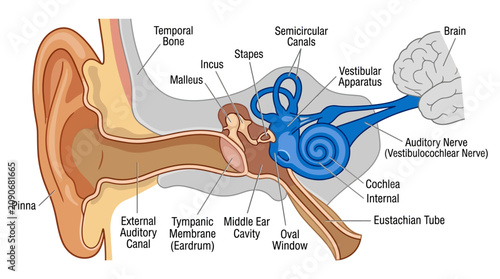Quadro su tela Human Ear Anatomy Educational Infographic