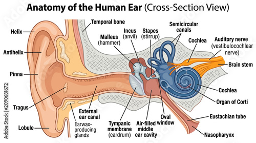 Obraz na płótnie Anatomy of the Human Ear Cross-Section Infographic