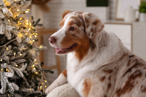 Cute Australian Shepherd do...