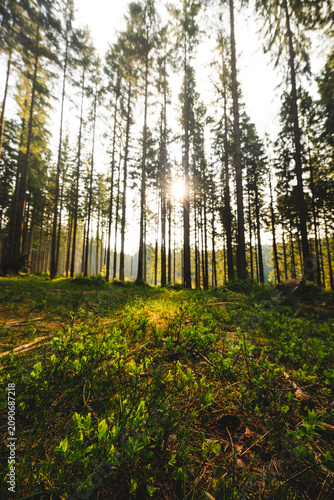 Morning sun filtering through tall forest trees in the Beskydy Mountains Czechia