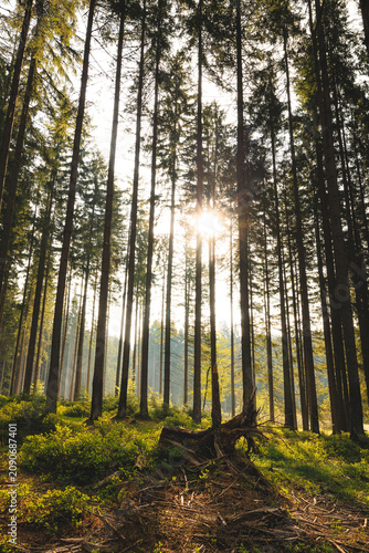 Morning sun filtering through tall forest trees in the Beskydy Mountains Czechia