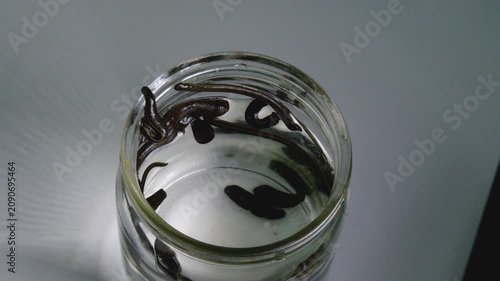 Medicinal Leeches Swimming in Glass Jar with Water Close Up