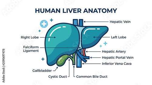 Φωτογραφία Human Liver Anatomy Diagram: Detailed Medical Illustration with Labels