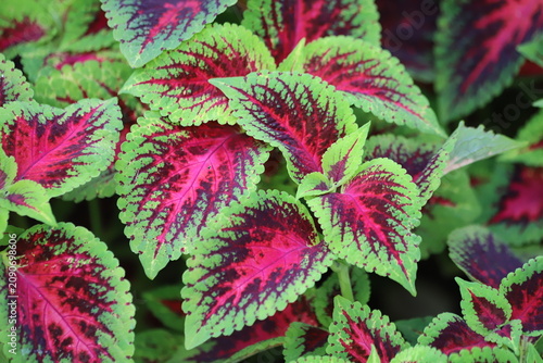 Colorful leaves of coleus, Plectranthus scutellarioides, coleus blumei.