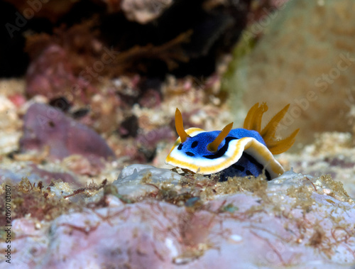 Foto A Chromodoris Annae nudibranch crawling on corals Boracay Island Philippines