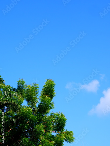 Photography a landscape low-angle shot capturing the top canopy of a lush green tree against a vibrant blue sky with wispy white clouds, offering ample copy space