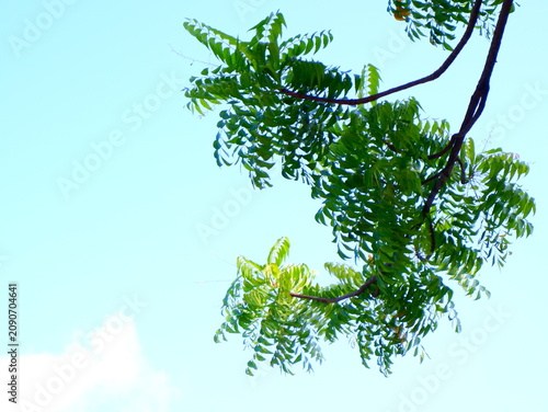 Photography a vertical low-angle shot capturing the intricate pattern of brown tree branches and delicate green leaves spread across a clear blue sky background