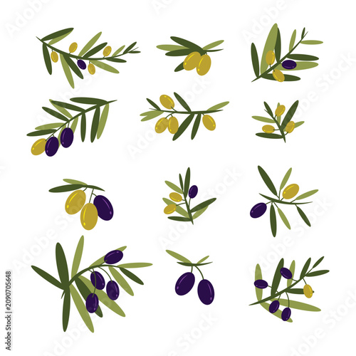 olive oil element design