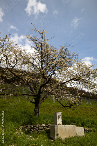 Majestic old flowering tree in full bloom on a green hillside vineyard in Eglisau, Switzerland