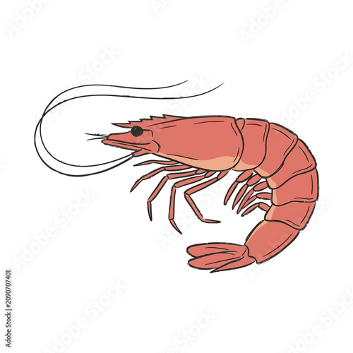 Hand drawn sketch of a fresh red shrimp seafood ingredient