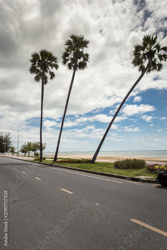
A view of three palm trees in Pranburi.