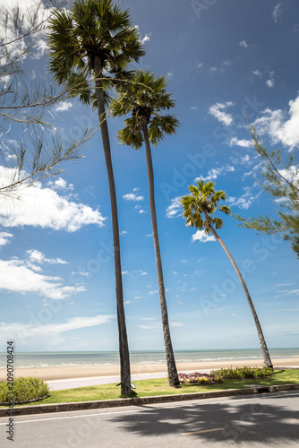 
A view of three palm trees in Pranburi.