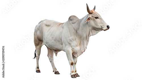 Konstfotografi Live domestic white Zebu cow farm livestock animal isolated on a transparent bac