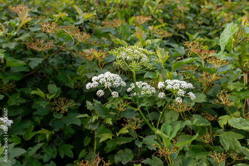 Foto White valerian flowers, Valeriana officinalis, blooming among dense guelder rose foliage, Viburnum opulus, in Krakow, Poland