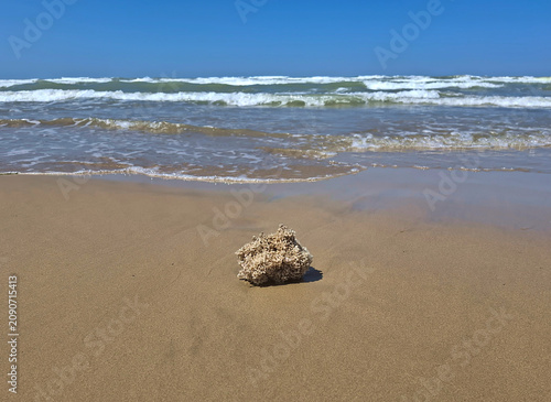 view of sea sponge on golden beach