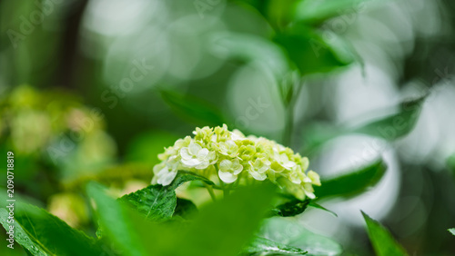 Canvastavla Light green hydrangea flower blooming with beautiful bokeh background and copy s