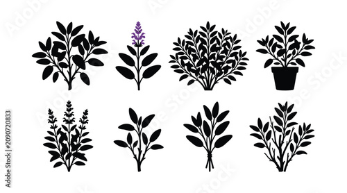 Fresh Sage Herb and Purple Flower Silhouette Icon Set, Isolated Culinary Shrub Sprigs and Flowerpot Vector Graphic Elements for Wellness and Food Branding