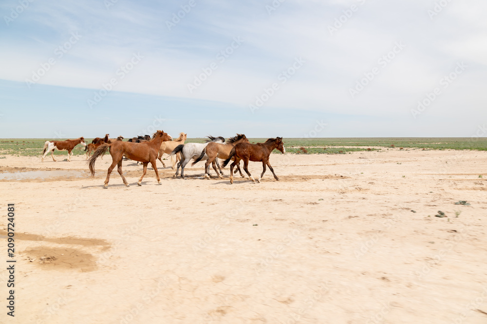 Fototapeta premium Group of horses running across sandy landscape in open field