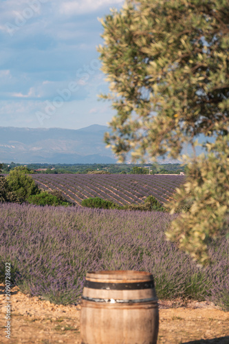 Champ de lavande sur le plateau de Valensole en Provence, rangs violets alignés avec les montagnes en arrière‑plan, barrique en bois au premier plan et olivier flou cadrant la scène.