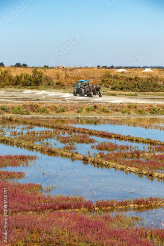 A blue tractor harvesting white sea salt in traditional evaporation ponds surrounded by vibrant red salicornia plants on a sunny day in Ile de Re.