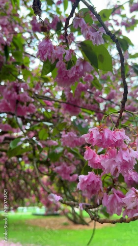 Cherry blossoms fill the trees in Karlovy Vary, Czech Republic. The beauty of the pink sakura flowers in spring. Nature brings color to the town.