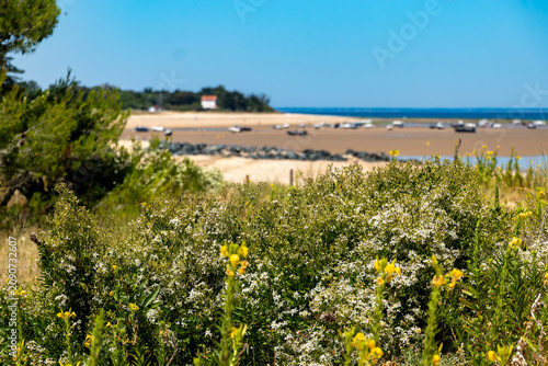 Coastal wild flowers in sharp focus in the foreground, with a beautifully blurred background of a sandy beach and boats at low tide in Ile de Re.