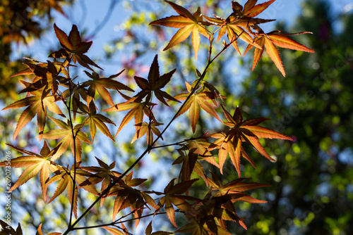 Sping orange and yellow leaves of Japanese maple Acer Palmatum. Sunny spring day. Concept for natural design. Close-up