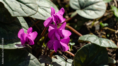 Group of bright pink Сyclamen coum caucasicum with beautiful patterned leaves against the background of the earth in garden. Forest wild Cyclamens bloom in winter